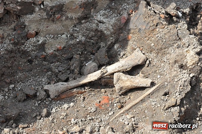 Zdjęcie w galerii na portalu naszraciborz.pl: Wykopaliska przy kościele pw. św. Jakuba przynoszą ciekawe odkrycia. Są tu groby skazańców wiadomości z regionu
