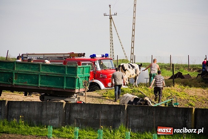 Zdjęcie w galerii na portalu naszraciborz.pl: Pożar stodoły w Borucinie. Podczas akcji strażacy musieli ewakuować zwierzęta wiadomości z regionu