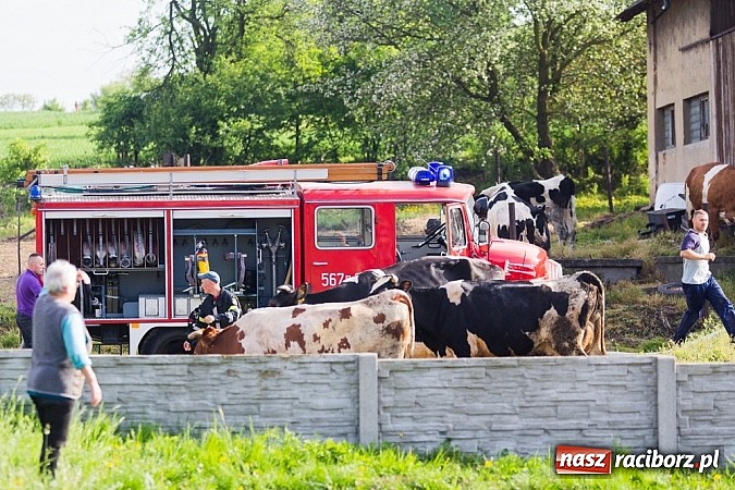 Zdjęcie w galerii na portalu naszraciborz.pl: Pożar stodoły w Borucinie. Podczas akcji strażacy musieli ewakuować zwierzęta wiadomości z regionu