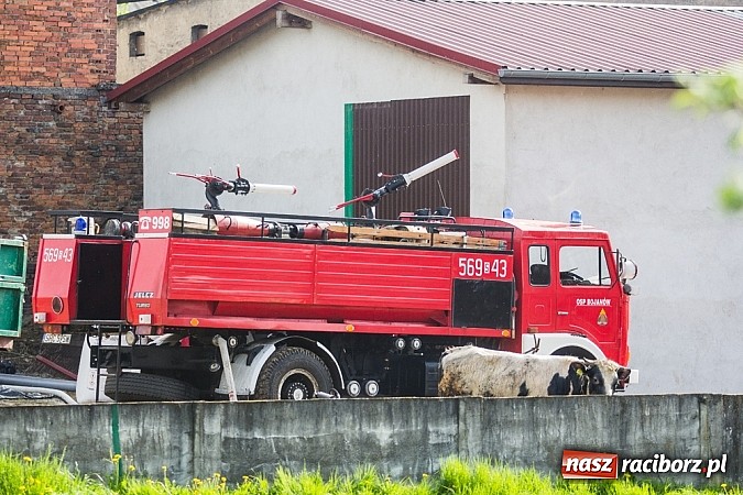 Zdjęcie w galerii na portalu naszraciborz.pl: Pożar stodoły w Borucinie. Podczas akcji strażacy musieli ewakuować zwierzęta wiadomości z regionu