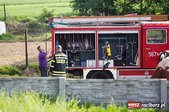 Zdjęcie w galerii na portalu naszraciborz.pl: Pożar stodoły w Borucinie. Podczas akcji strażacy musieli ewakuować zwierzęta wiadomości z regionu
