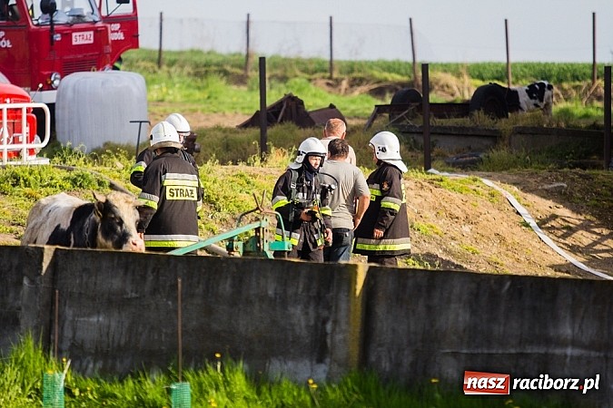 Zdjęcie w galerii na portalu naszraciborz.pl: Pożar stodoły w Borucinie. Podczas akcji strażacy musieli ewakuować zwierzęta wiadomości z regionu