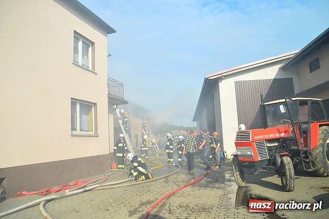 Zdjęcie w galerii na portalu naszraciborz.pl: Pożar stodoły w Borucinie. Podczas akcji strażacy musieli ewakuować zwierzęta wiadomości z regionu