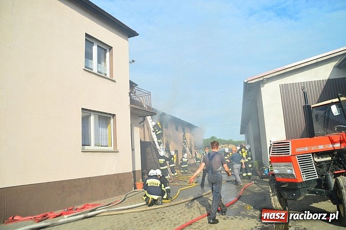 Zdjęcie w galerii na portalu naszraciborz.pl: Pożar stodoły w Borucinie. Podczas akcji strażacy musieli ewakuować zwierzęta wiadomości z regionu