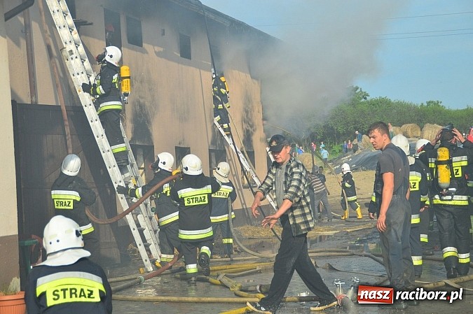 Zdjęcie w galerii na portalu naszraciborz.pl: Pożar stodoły w Borucinie. Podczas akcji strażacy musieli ewakuować zwierzęta wiadomości z regionu