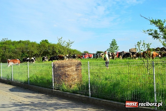 Zdjęcie w galerii na portalu naszraciborz.pl: Pożar stodoły w Borucinie. Podczas akcji strażacy musieli ewakuować zwierzęta wiadomości z regionu