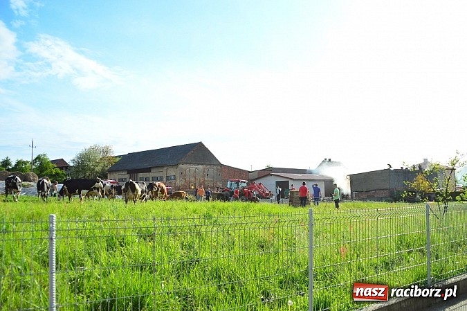 Zdjęcie w galerii na portalu naszraciborz.pl: Pożar stodoły w Borucinie. Podczas akcji strażacy musieli ewakuować zwierzęta wiadomości z regionu