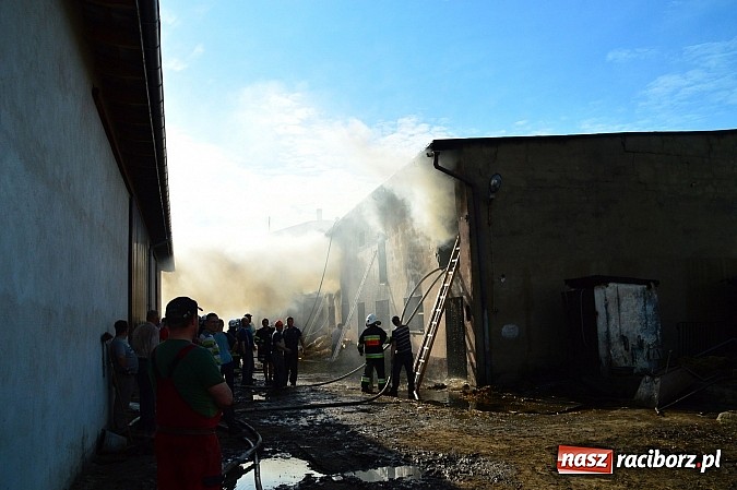 Zdjęcie w galerii na portalu naszraciborz.pl: Pożar stodoły w Borucinie. Podczas akcji strażacy musieli ewakuować zwierzęta wiadomości z regionu
