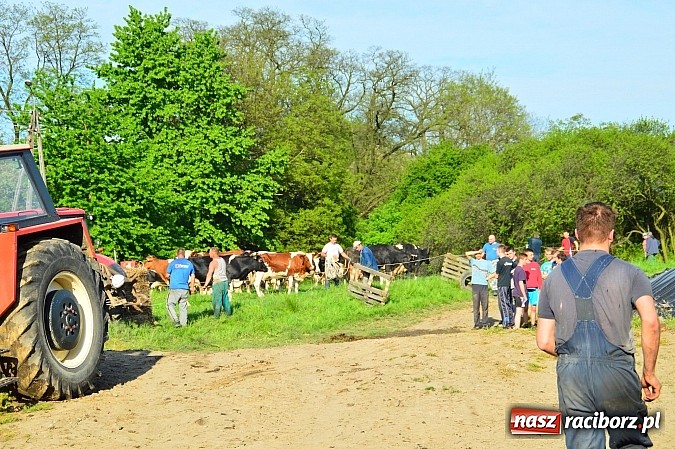 Zdjęcie w galerii na portalu naszraciborz.pl: Pożar stodoły w Borucinie. Podczas akcji strażacy musieli ewakuować zwierzęta wiadomości z regionu