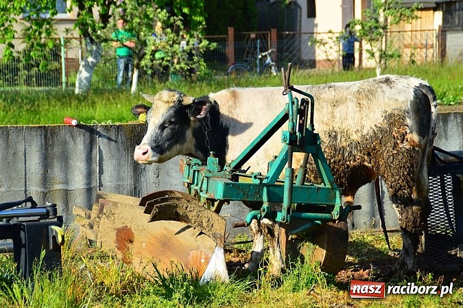 Zdjęcie w galerii na portalu naszraciborz.pl: Pożar stodoły w Borucinie. Podczas akcji strażacy musieli ewakuować zwierzęta wiadomości z regionu
