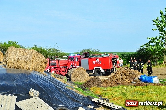 Zdjęcie w galerii na portalu naszraciborz.pl: Pożar stodoły w Borucinie. Podczas akcji strażacy musieli ewakuować zwierzęta wiadomości z regionu