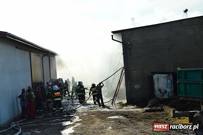 Zdjęcie w galerii na portalu naszraciborz.pl: Pożar stodoły w Borucinie. Podczas akcji strażacy musieli ewakuować zwierzęta wiadomości z regionu