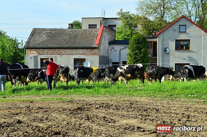 Zdjęcie w galerii na portalu naszraciborz.pl: Pożar stodoły w Borucinie. Podczas akcji strażacy musieli ewakuować zwierzęta wiadomości z regionu