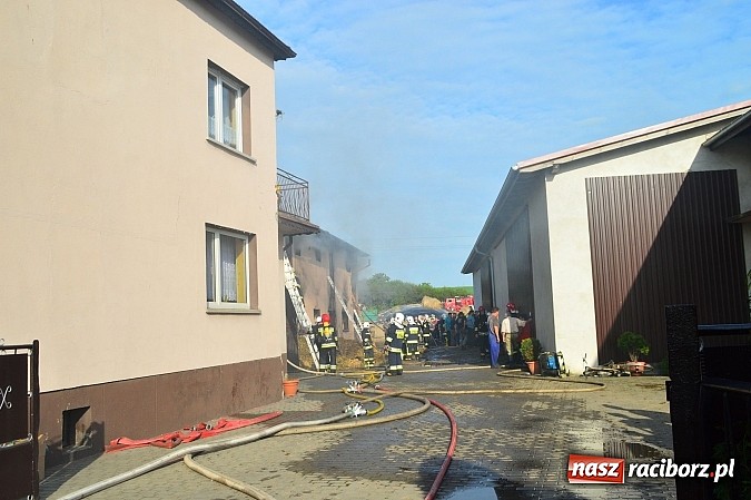 Zdjęcie w galerii na portalu naszraciborz.pl: Pożar stodoły w Borucinie. Podczas akcji strażacy musieli ewakuować zwierzęta wiadomości z regionu