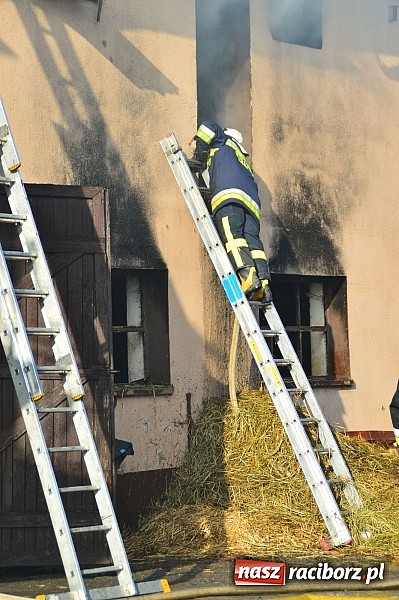 Zdjęcie w galerii na portalu naszraciborz.pl: Pożar stodoły w Borucinie. Podczas akcji strażacy musieli ewakuować zwierzęta wiadomości z regionu
