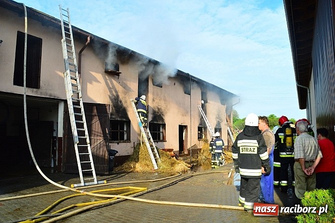 Zdjęcie w galerii na portalu naszraciborz.pl: Pożar stodoły w Borucinie. Podczas akcji strażacy musieli ewakuować zwierzęta wiadomości z regionu