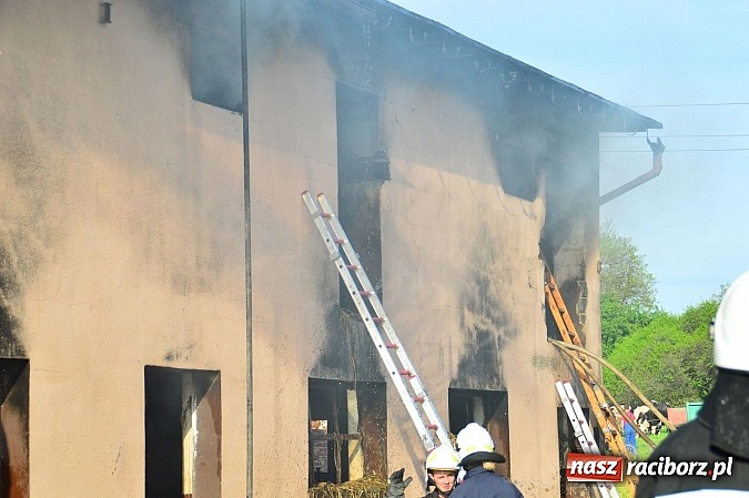 Zdjęcie w galerii na portalu naszraciborz.pl: Pożar stodoły w Borucinie. Podczas akcji strażacy musieli ewakuować zwierzęta wiadomości z regionu