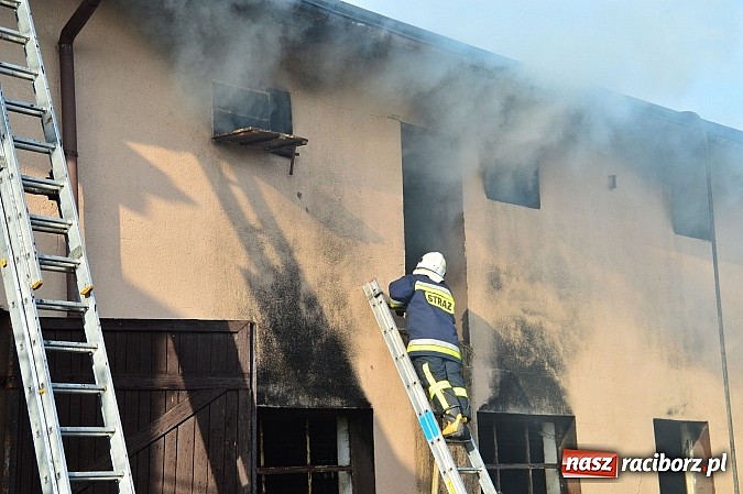 Zdjęcie w galerii na portalu naszraciborz.pl: Pożar stodoły w Borucinie. Podczas akcji strażacy musieli ewakuować zwierzęta wiadomości z regionu