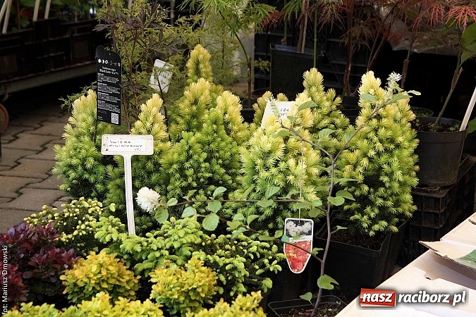 Zdjęcie w galerii na portalu naszraciborz.pl: Eko-Wystawa. Zobacz jak wyglądają stoiska i kto wystąpił na scenie wiadomości z regionu