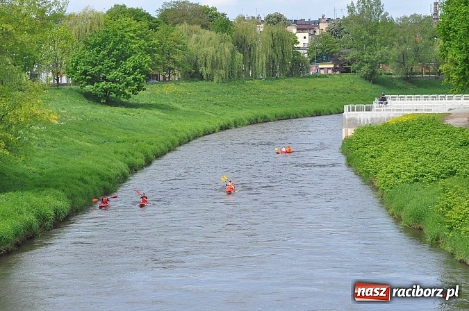 Zdjęcie w galerii na portalu naszraciborz.pl: Sprinty odrzańskie od mostu Zamkowego do kładki - WIDEO wiadomości z regionu