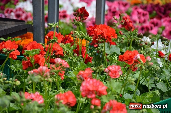 Zdjęcie w galerii na portalu naszraciborz.pl: Jubileuszowa XV Eko-Wystawa w Pietrowicach Wielkich wiadomości z regionu