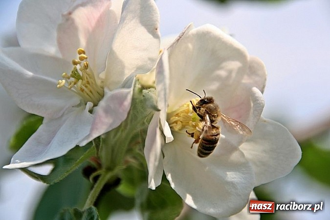 Zdjęcie w galerii na portalu naszraciborz.pl: ZSO Tworków wyróżniony w ogólnopolskim konkursie Akademie Przyjaciół Pszczół na piątkę!  wiadomości z regionu