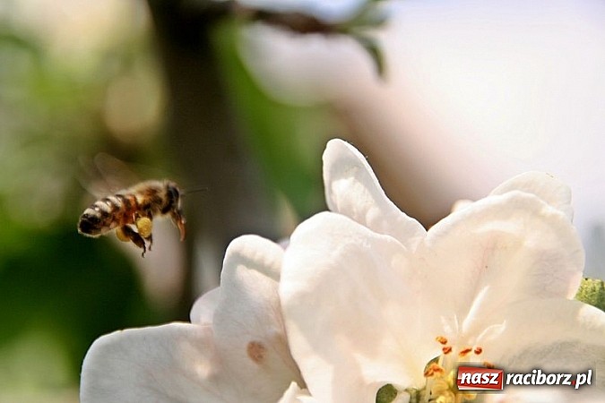 Zdjęcie w galerii na portalu naszraciborz.pl: ZSO Tworków wyróżniony w ogólnopolskim konkursie Akademie Przyjaciół Pszczół na piątkę!  wiadomości z regionu