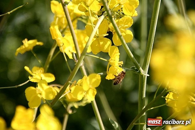 Zdjęcie w galerii na portalu naszraciborz.pl: ZSO Tworków wyróżniony w ogólnopolskim konkursie Akademie Przyjaciół Pszczół na piątkę!  wiadomości z regionu