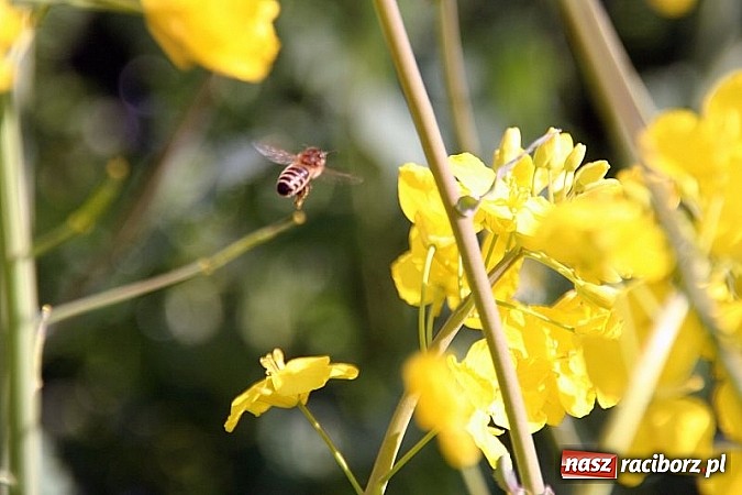 Zdjęcie w galerii na portalu naszraciborz.pl: ZSO Tworków wyróżniony w ogólnopolskim konkursie Akademie Przyjaciół Pszczół na piątkę!  wiadomości z regionu