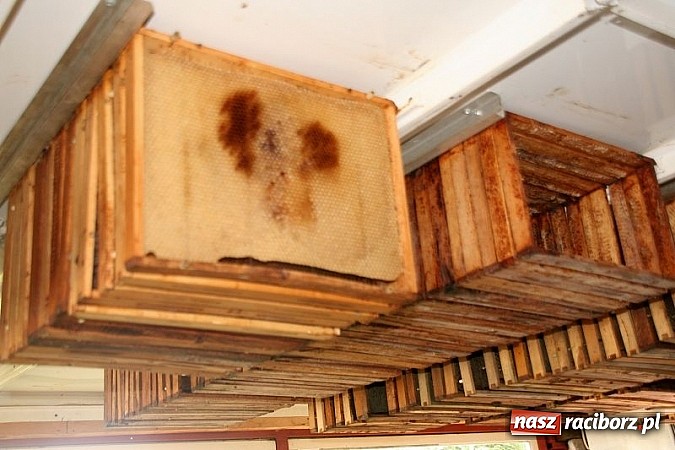 Zdjęcie w galerii na portalu naszraciborz.pl: ZSO Tworków wyróżniony w ogólnopolskim konkursie Akademie Przyjaciół Pszczół na piątkę!  wiadomości z regionu