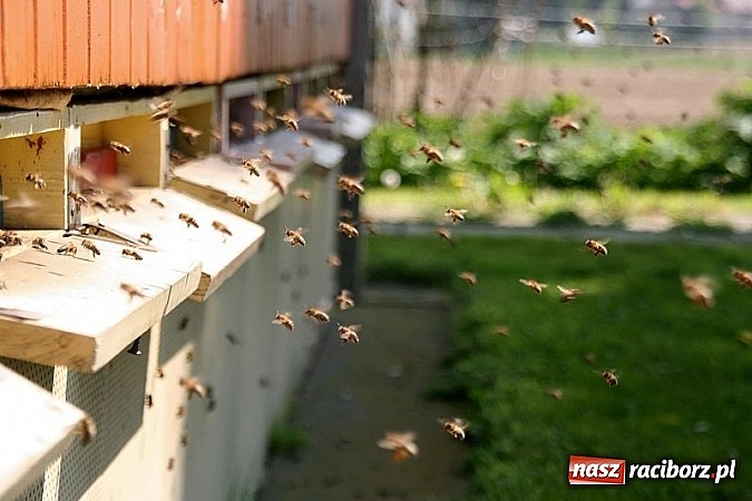Zdjęcie w galerii na portalu naszraciborz.pl: ZSO Tworków wyróżniony w ogólnopolskim konkursie Akademie Przyjaciół Pszczół na piątkę!  wiadomości z regionu