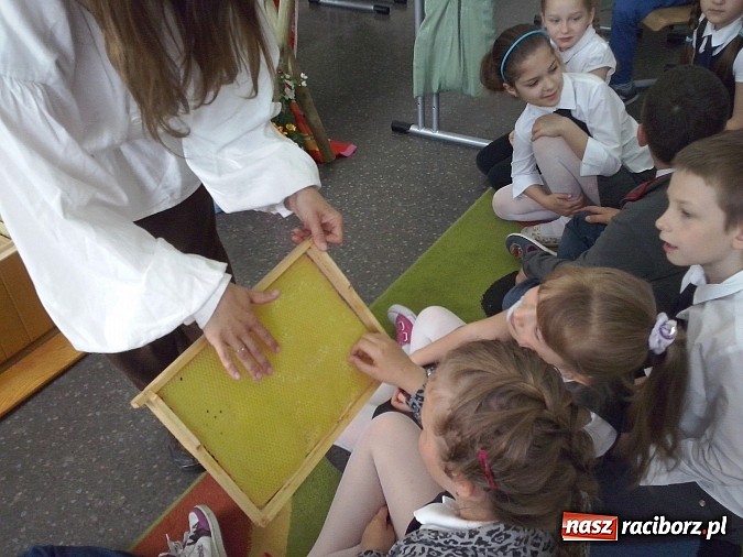 Zdjęcie w galerii na portalu naszraciborz.pl: Oko w oko z pszczołami w szkole na Ostrogu  wiadomości z regionu