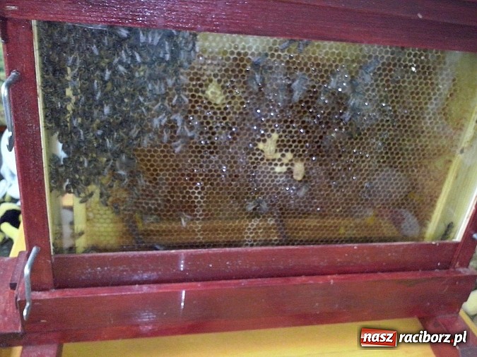 Zdjęcie w galerii na portalu naszraciborz.pl: Oko w oko z pszczołami w szkole na Ostrogu  wiadomości z regionu