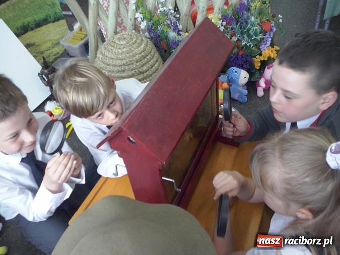 Zdjęcie w galerii na portalu naszraciborz.pl: Oko w oko z pszczołami w szkole na Ostrogu  wiadomości z regionu