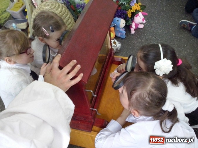 Zdjęcie w galerii na portalu naszraciborz.pl: Oko w oko z pszczołami w szkole na Ostrogu  wiadomości z regionu