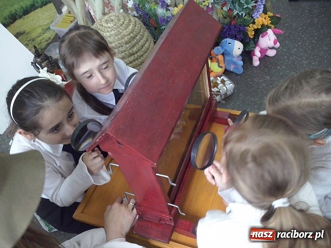 Zdjęcie w galerii na portalu naszraciborz.pl: Oko w oko z pszczołami w szkole na Ostrogu  wiadomości z regionu