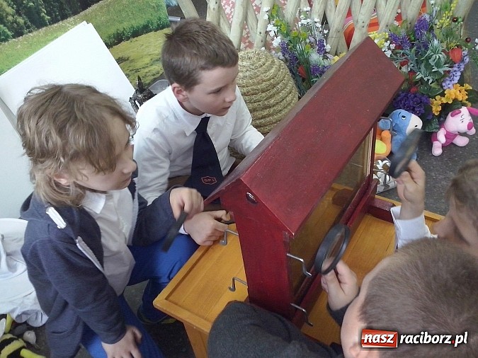 Zdjęcie w galerii na portalu naszraciborz.pl: Oko w oko z pszczołami w szkole na Ostrogu  wiadomości z regionu