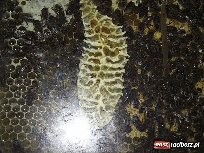 Zdjęcie w galerii na portalu naszraciborz.pl: Przedszkolaki z Brzezia spotkały się z pszczelarzem  wiadomości z regionu