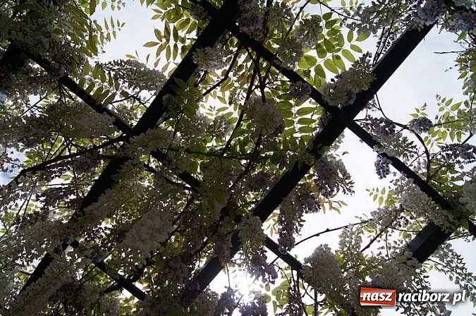 Zdjęcie w galerii na portalu naszraciborz.pl: Spotkanie na Zamku w Hradcu nad Moravicą  wiadomości z regionu