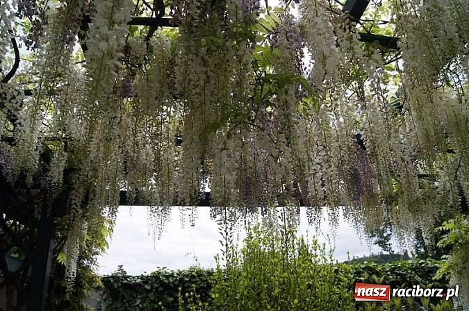 Zdjęcie w galerii na portalu naszraciborz.pl: Spotkanie na Zamku w Hradcu nad Moravicą  wiadomości z regionu
