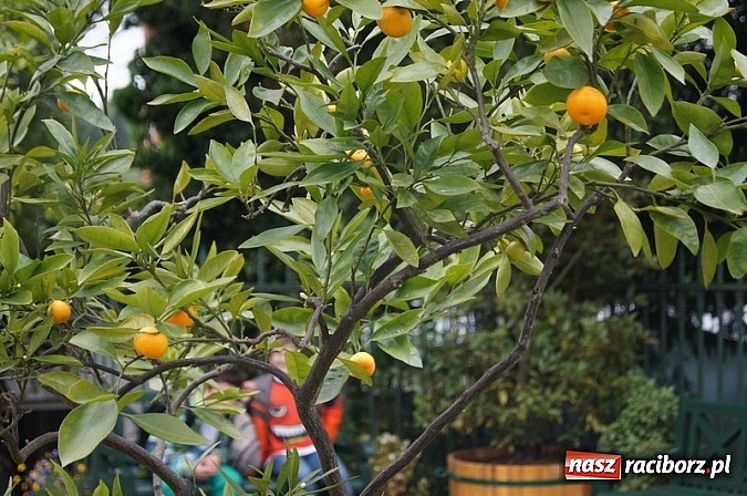 Zdjęcie w galerii na portalu naszraciborz.pl: Spotkanie na Zamku w Hradcu nad Moravicą  wiadomości z regionu