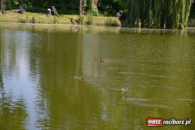 Zdjęcie w galerii na portalu naszraciborz.pl: Wielkie połowy na Trzecioku, czyli wędkarze dzieciom  wiadomości z regionu