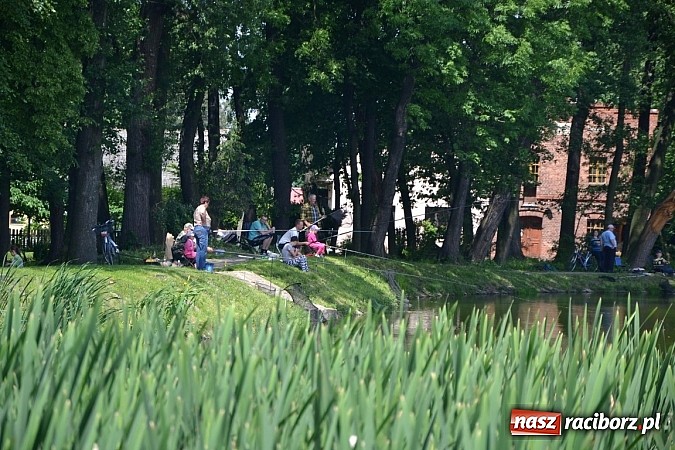 Zdjęcie w galerii na portalu naszraciborz.pl: Wielkie połowy na Trzecioku, czyli wędkarze dzieciom  wiadomości z regionu