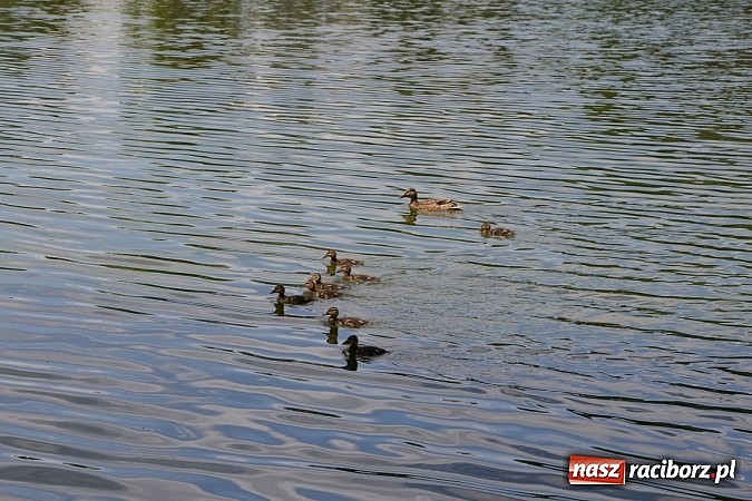 Zdjęcie w galerii na portalu naszraciborz.pl: Wielkie połowy na Trzecioku, czyli wędkarze dzieciom  wiadomości z regionu