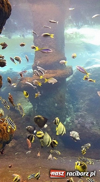 Zdjęcie w galerii na portalu naszraciborz.pl: Uczniowie Gimnazjum nr 5 pojechali do Wrocławia wiadomości z regionu