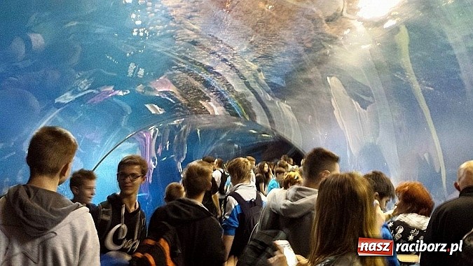 Zdjęcie w galerii na portalu naszraciborz.pl: Uczniowie Gimnazjum nr 5 pojechali do Wrocławia wiadomości z regionu