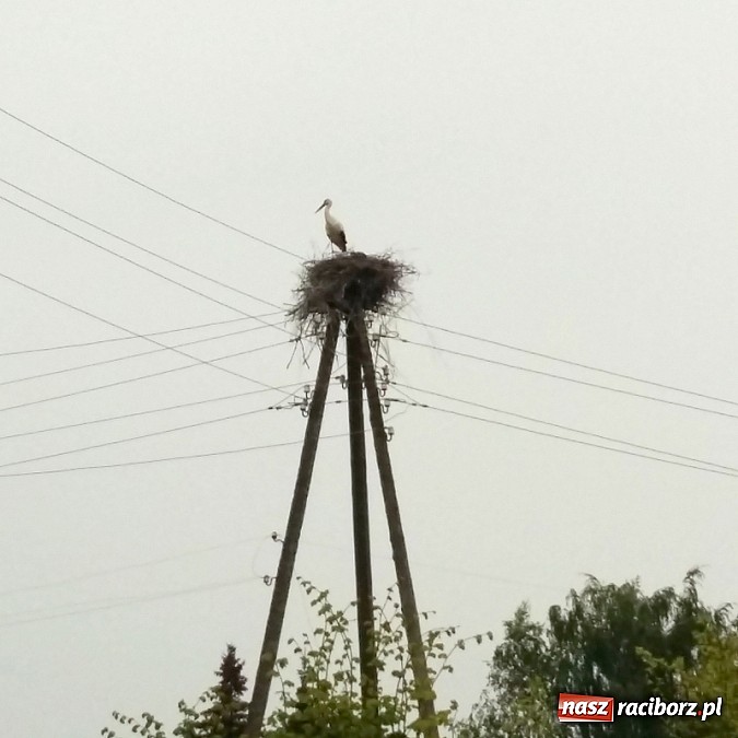 Zdjęcie w galerii na portalu naszraciborz.pl: Gimnazjum im. Jana Pawła II w Kornowacu z wizytą Comeniusa na Łotwie wiadomości z regionu
