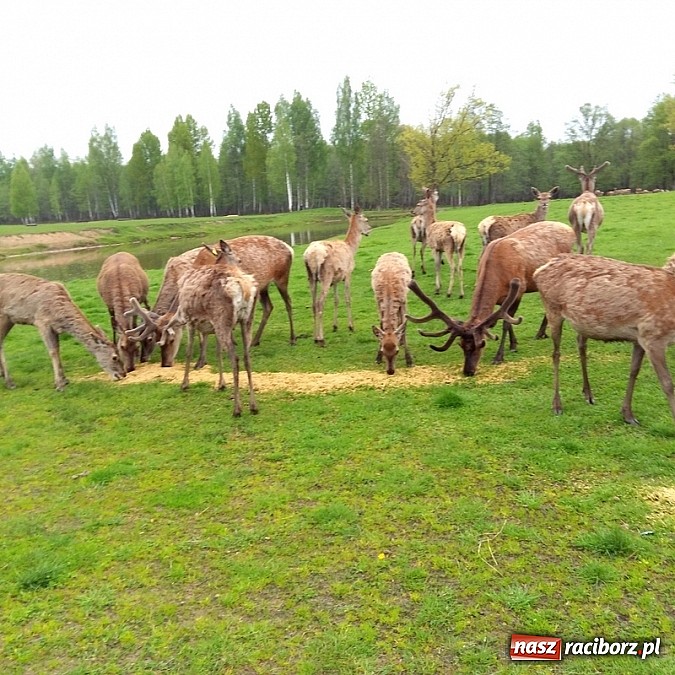 Zdjęcie w galerii na portalu naszraciborz.pl: Gimnazjum im. Jana Pawła II w Kornowacu z wizytą Comeniusa na Łotwie wiadomości z regionu