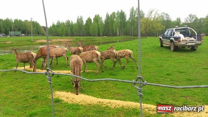 Zdjęcie w galerii na portalu naszraciborz.pl: Gimnazjum im. Jana Pawła II w Kornowacu z wizytą Comeniusa na Łotwie wiadomości z regionu