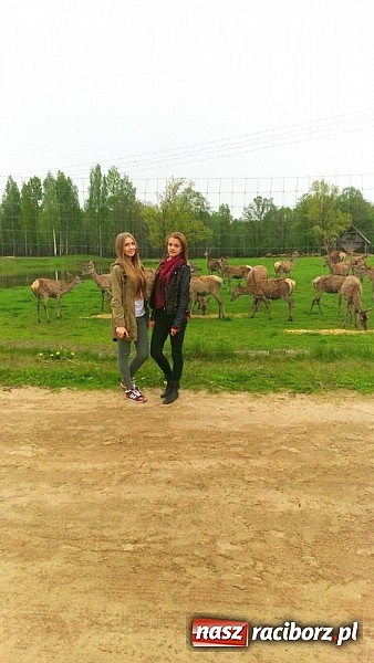 Zdjęcie w galerii na portalu naszraciborz.pl: Gimnazjum im. Jana Pawła II w Kornowacu z wizytą Comeniusa na Łotwie wiadomości z regionu